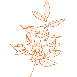 illustration kaffeepflanze